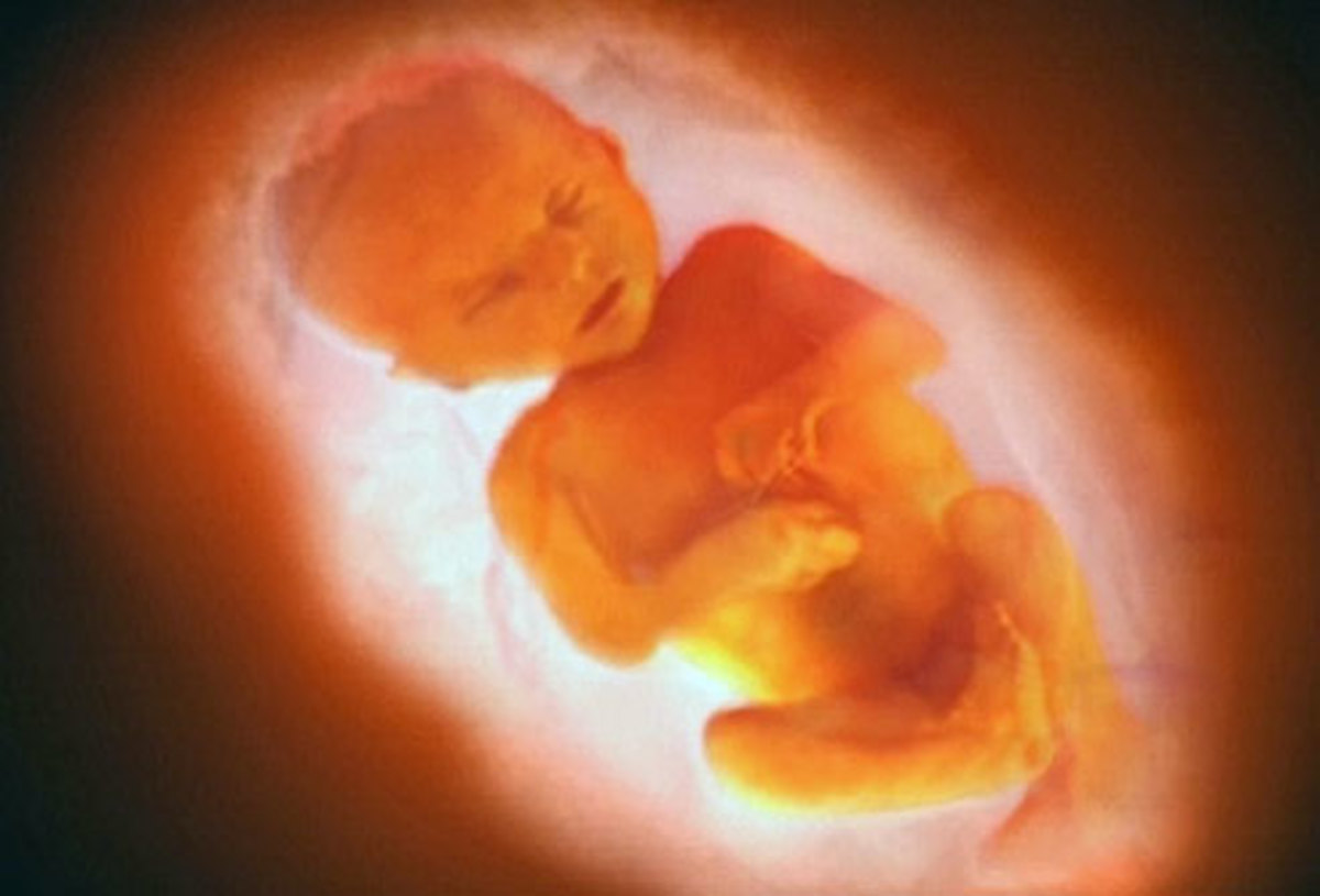 Baby inside the womb