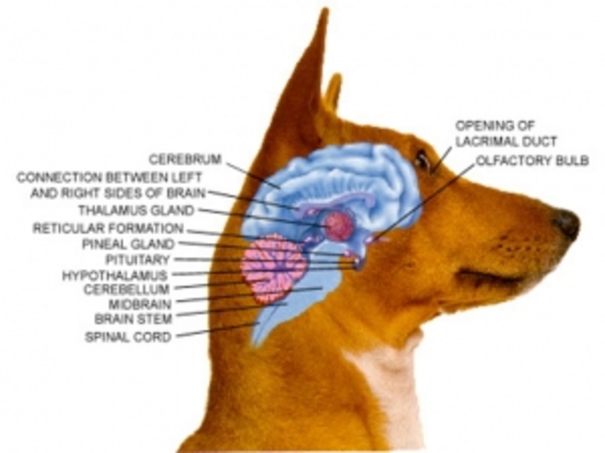 Mapping the dog brain-      Image complements of thethoughtbubble.wordpress.com