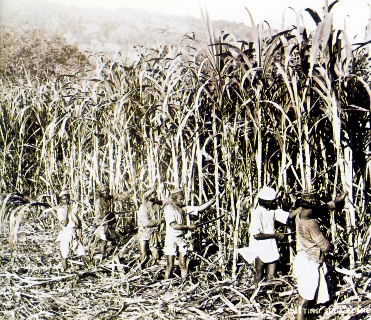 Working in the cane fields