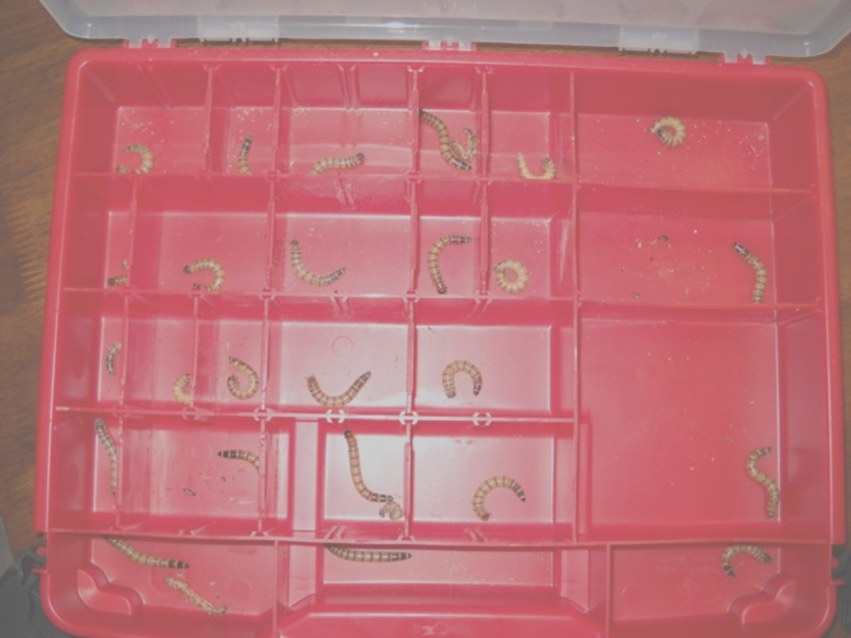 Superworms in the lower compartment.  Some have started to pupate.  Others have shed their exoskeleton as they've grown.
