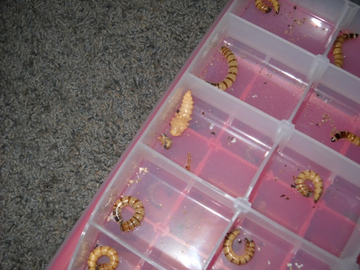 First stage pupae