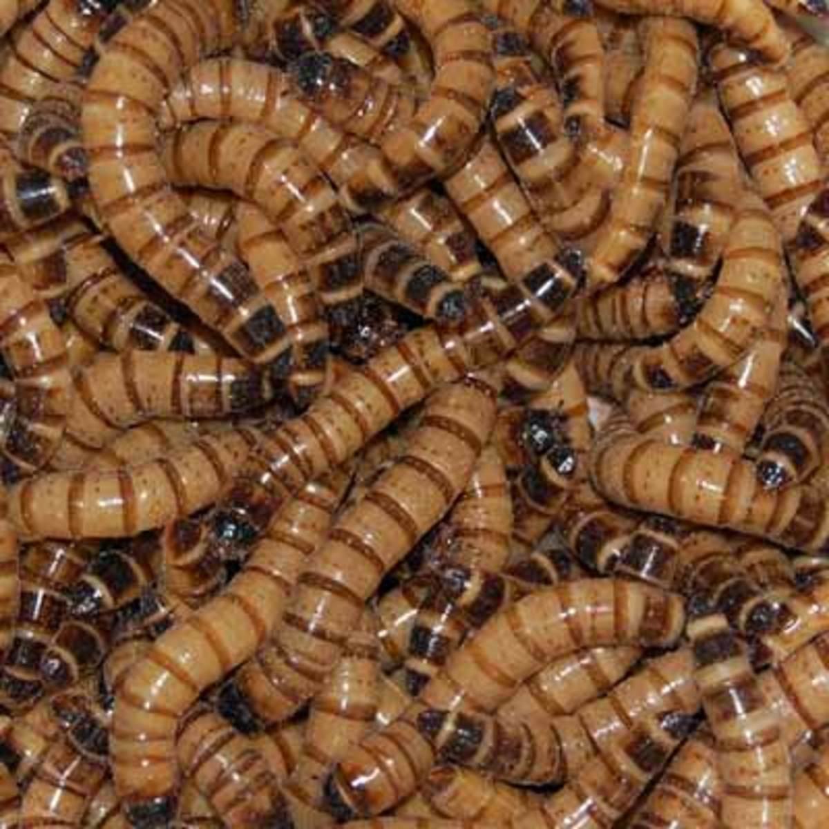 Raising Superworms: How Do They Transform To Beetles - HubPages