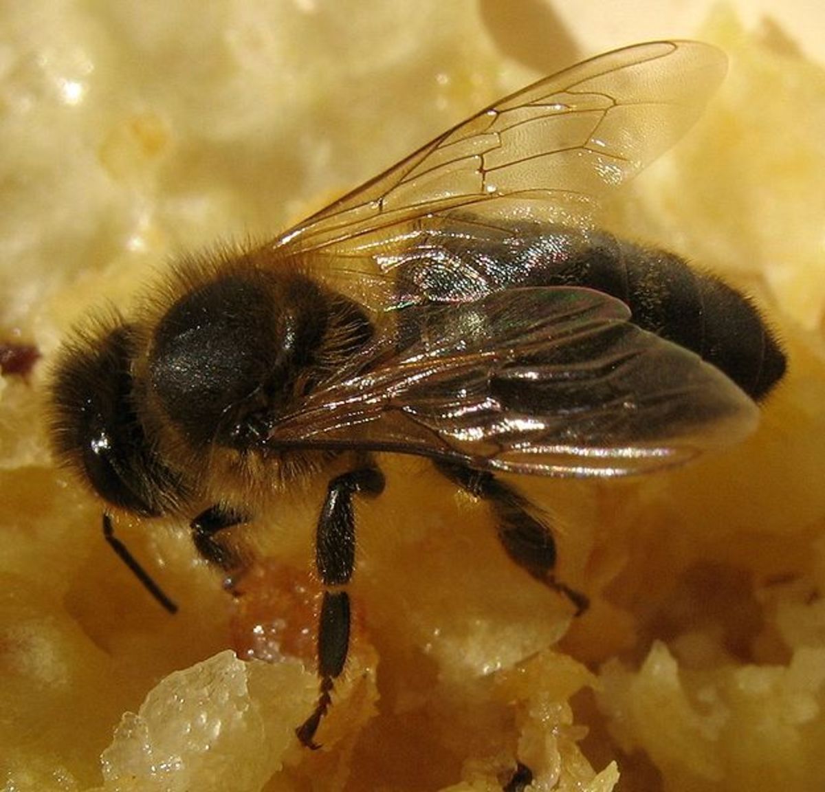 A worker black bee eating honey