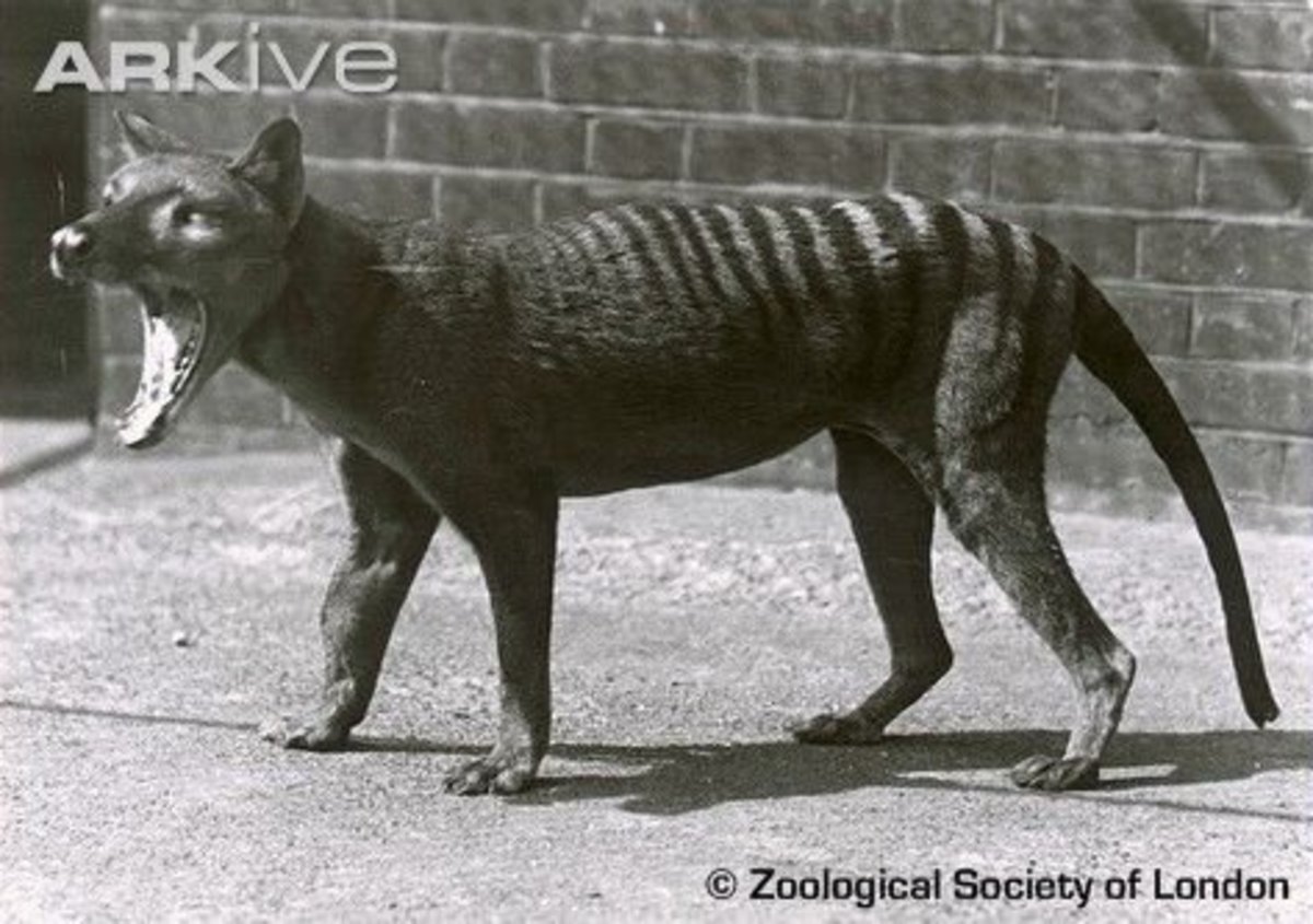 the-thylacine