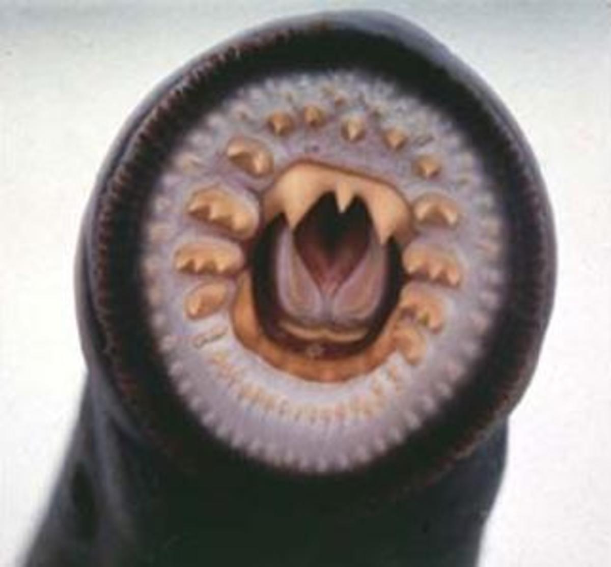 Mouth of The American Brook Lamprey