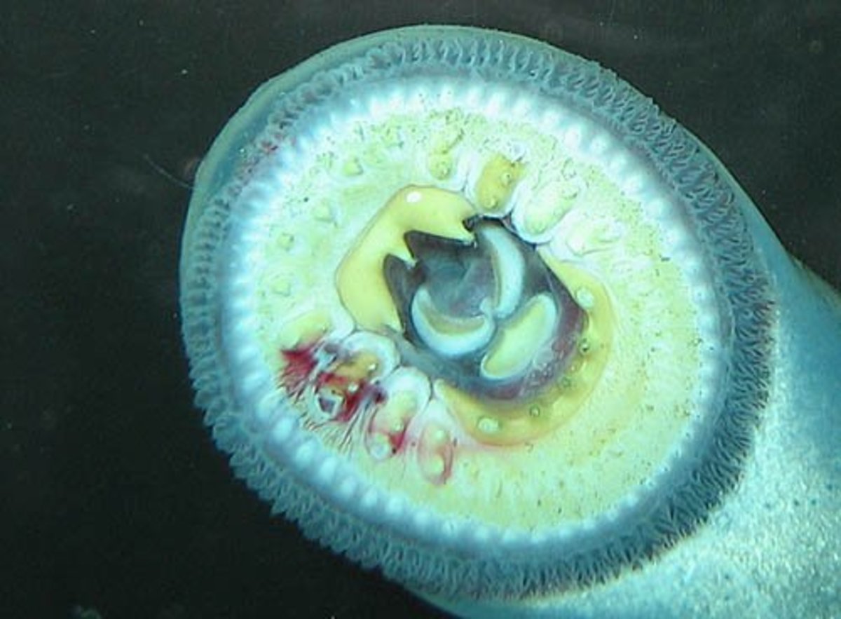 Pacific Lamprey Mouth