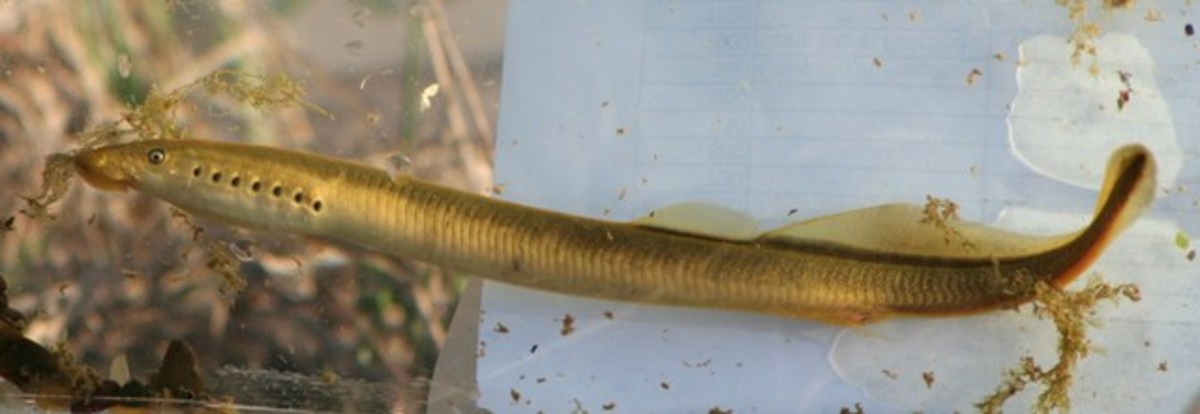 Least Brook Lamprey - Smallest of all species found in Ohio
