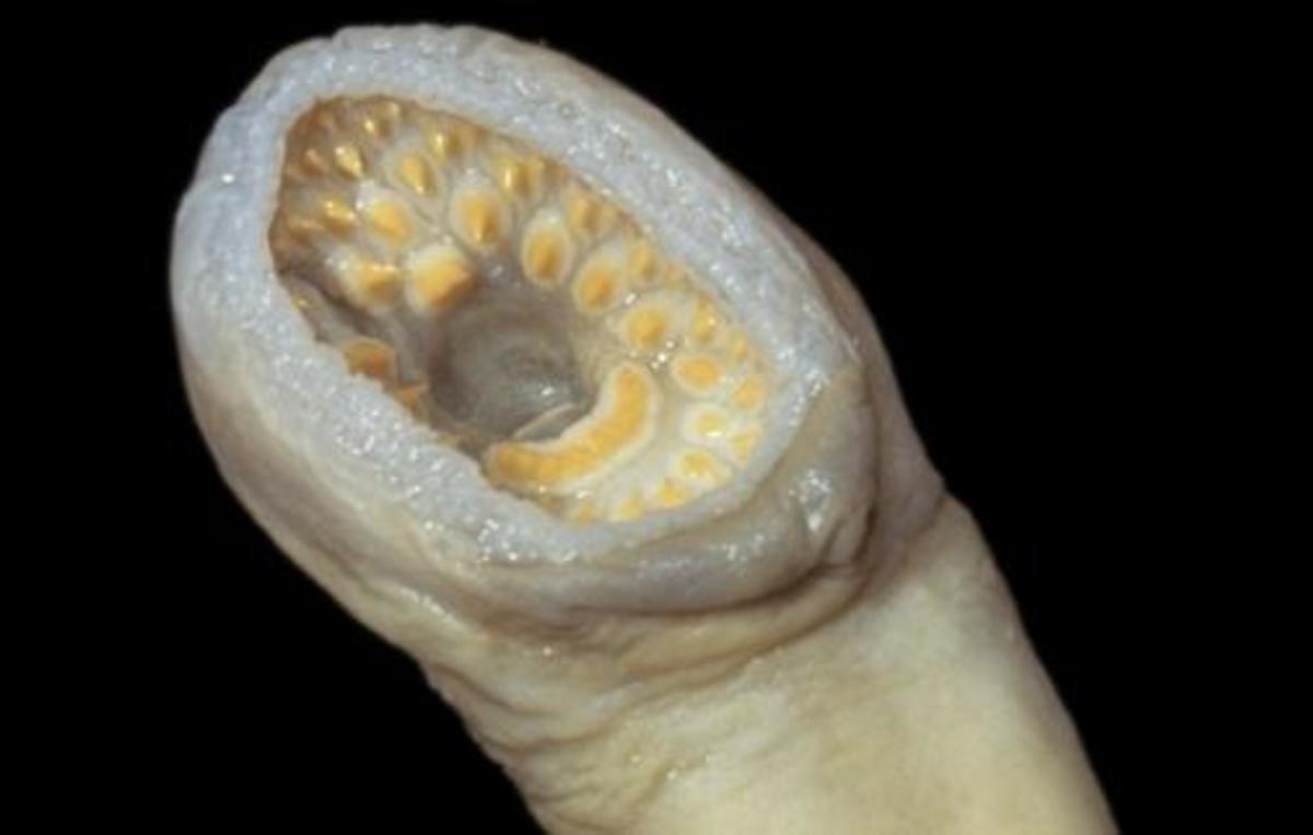 Silver Lamprey Mouth