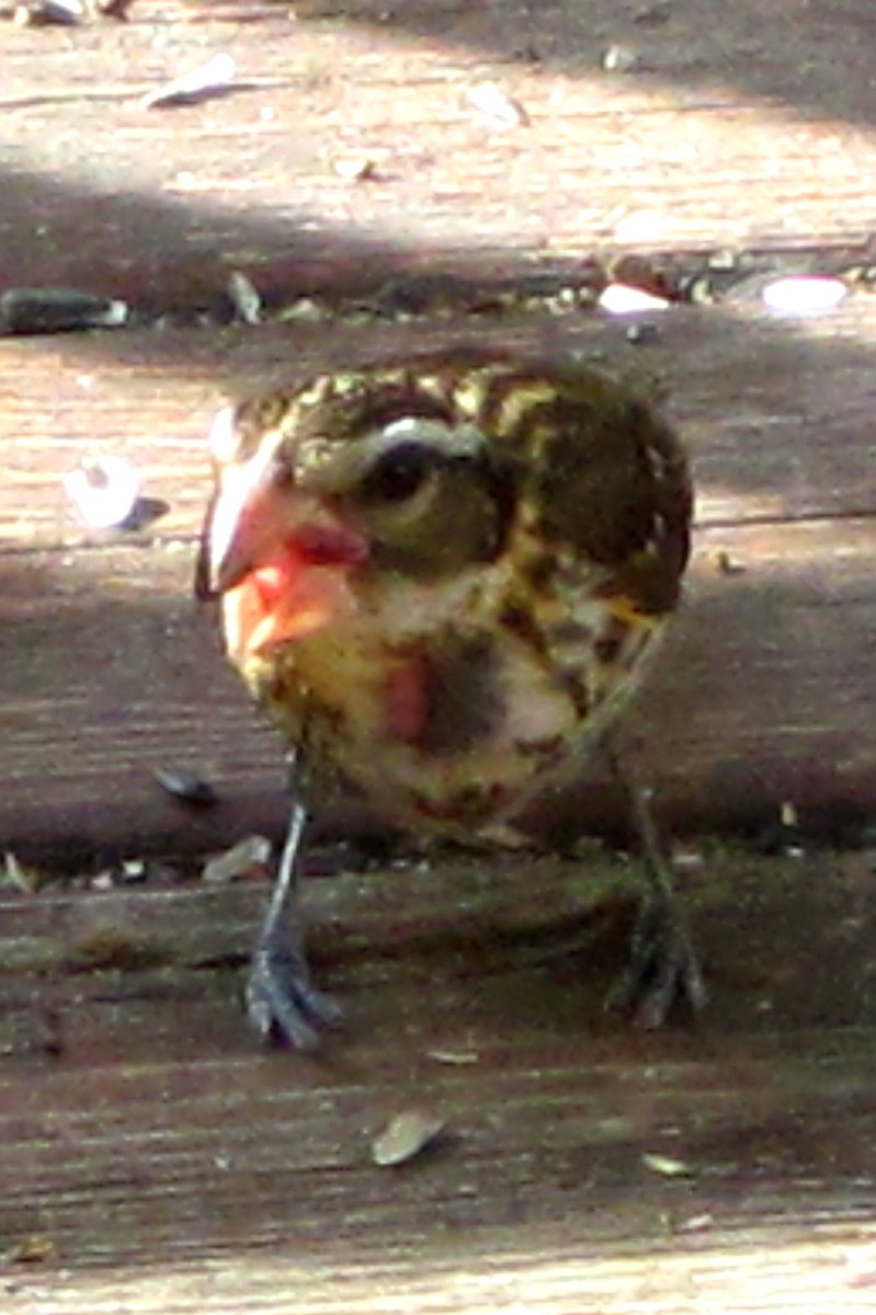 Female Grosbeak  