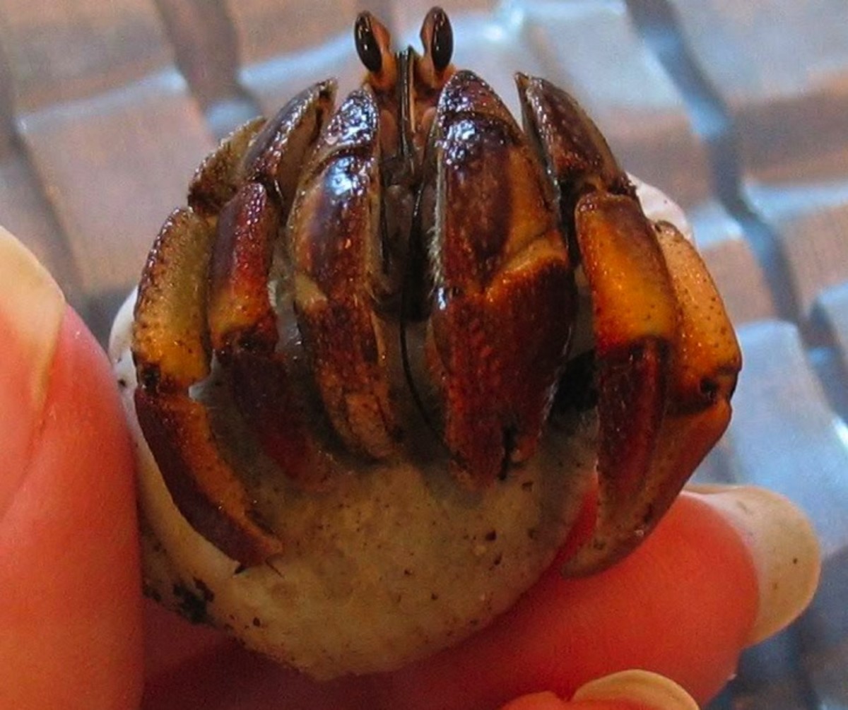 Hermit Crab Species Types of Hermit Crabs HubPages