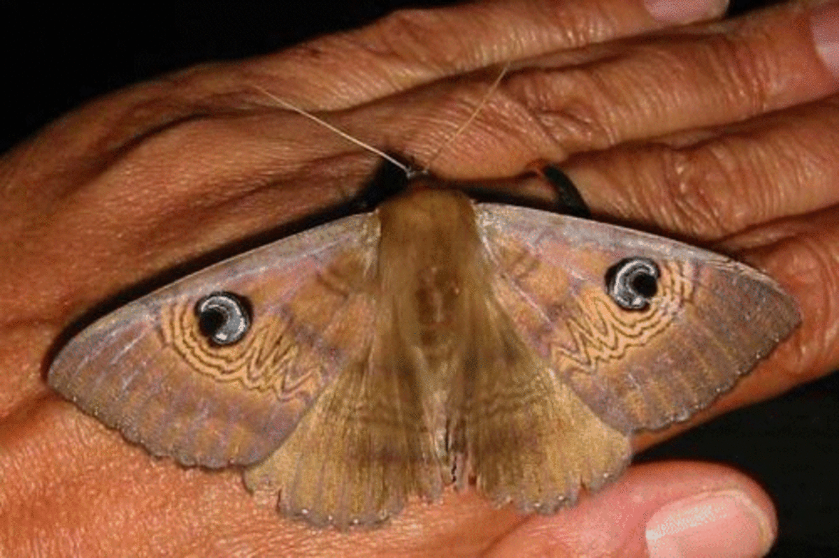 old-lady-moth-visits-us-every-christmas-have-you-seen-it