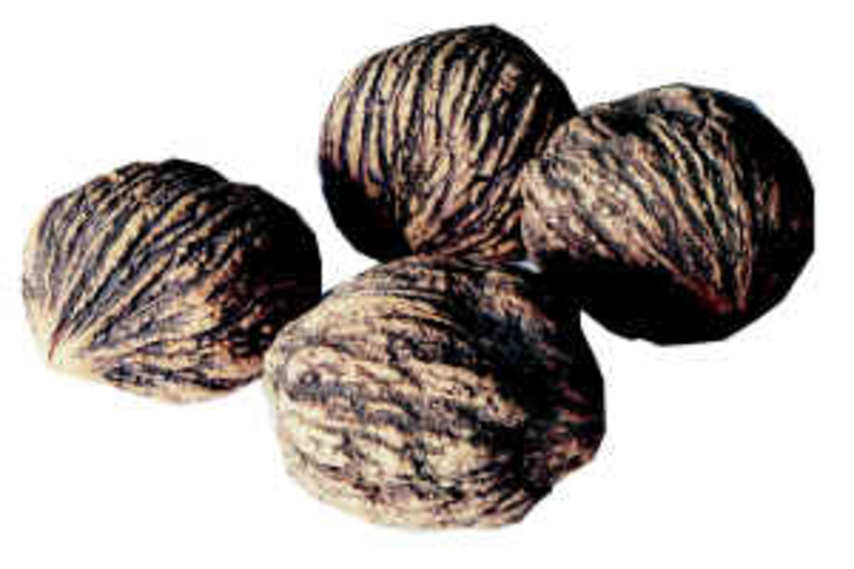 hickory nut