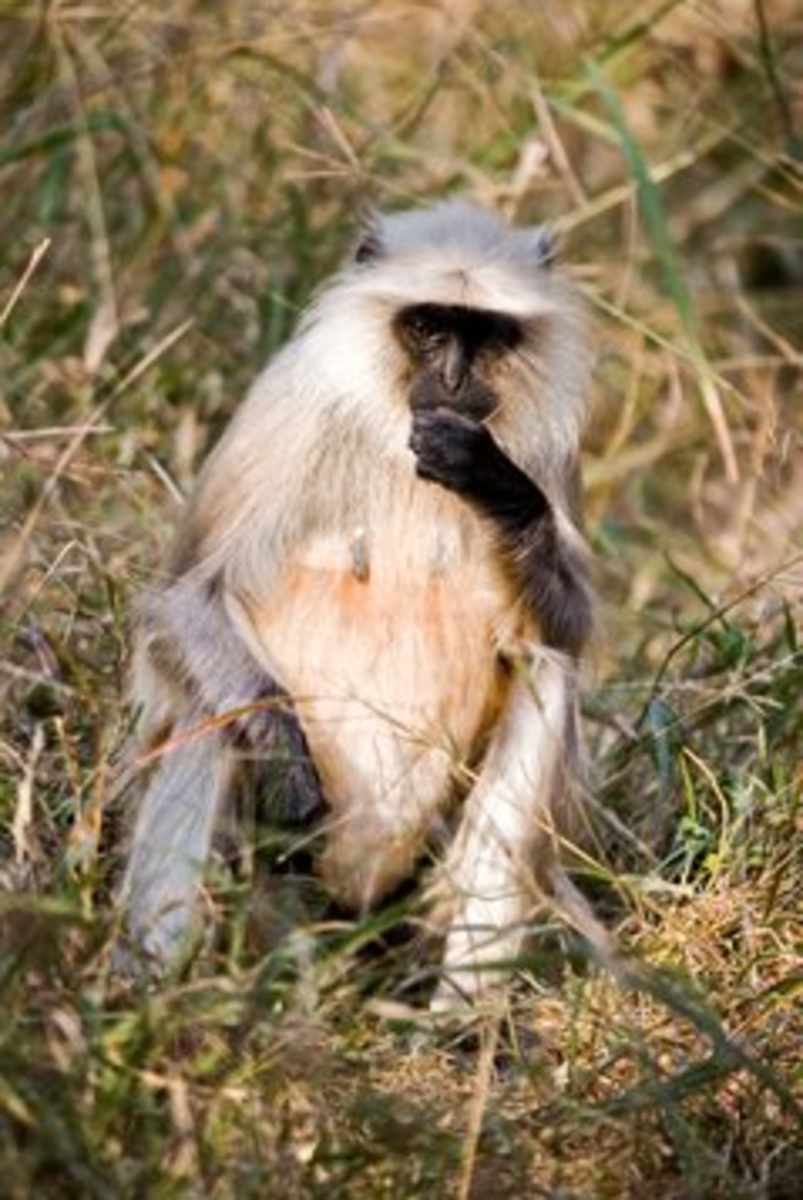 7 Fun Facts on the Gray Langur - India's Most Widespread Monkey