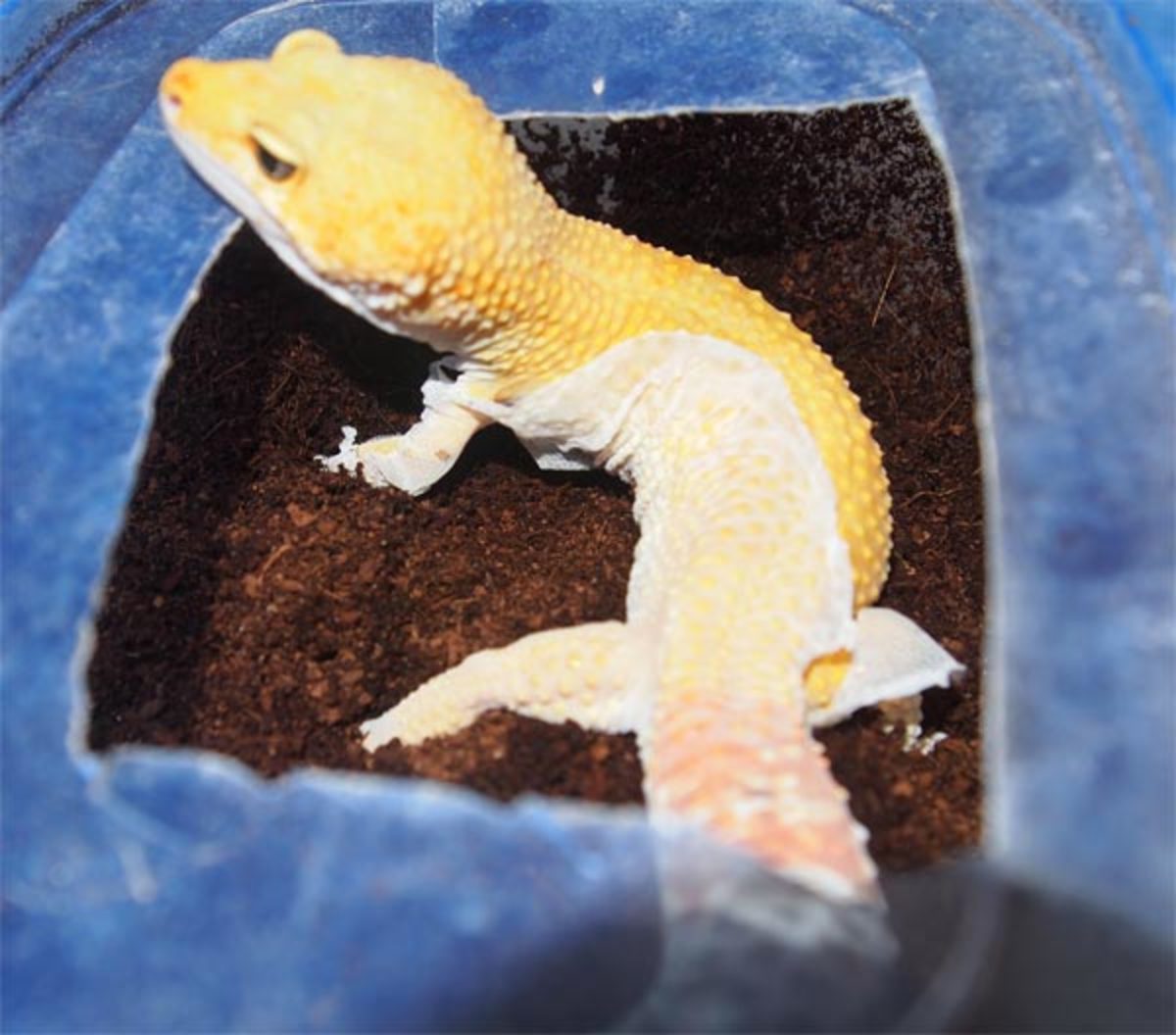 gecko-didnt-shed