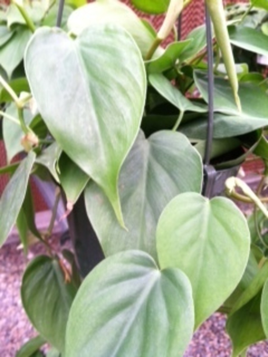 Heart-shaped leaves are a characteristic of this plant. 