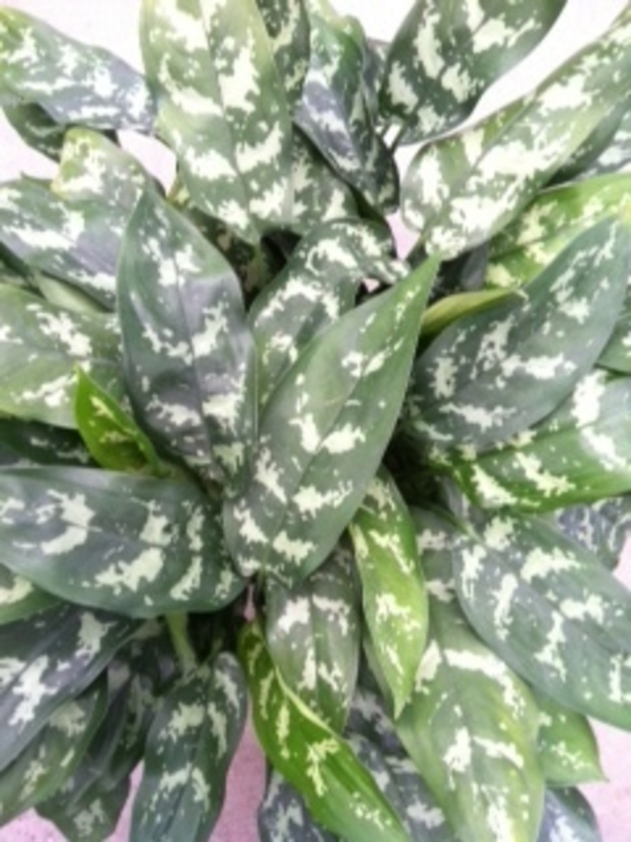 Caring for Aglaonema; Chinese Evergreen, Ag, Aglo