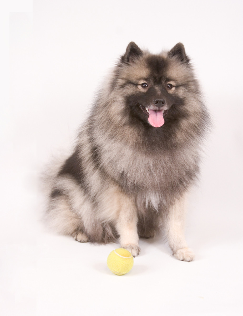 the-keeshond-dog-breed-an-affectionate-fun-dog-that-has-a-lot-of-hair