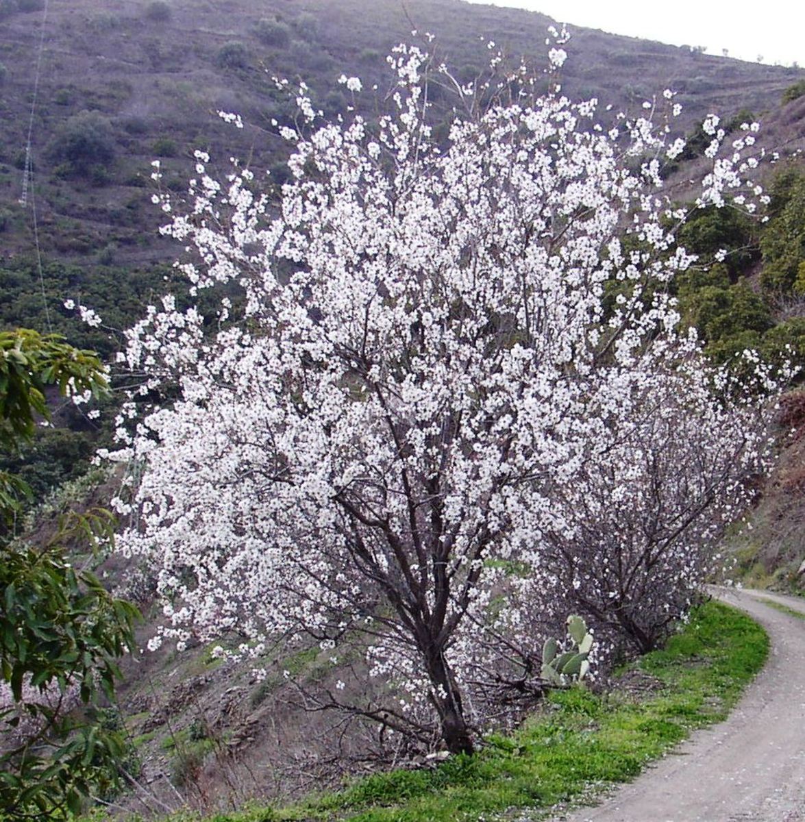 To find sweet almonds the flowers must be white.  Do not pick all your almonds from a tree with pink flowers: they are bitter and contain cyanide! (However the real marzipan flavour comes from adding 4% to 6% bitter almond)