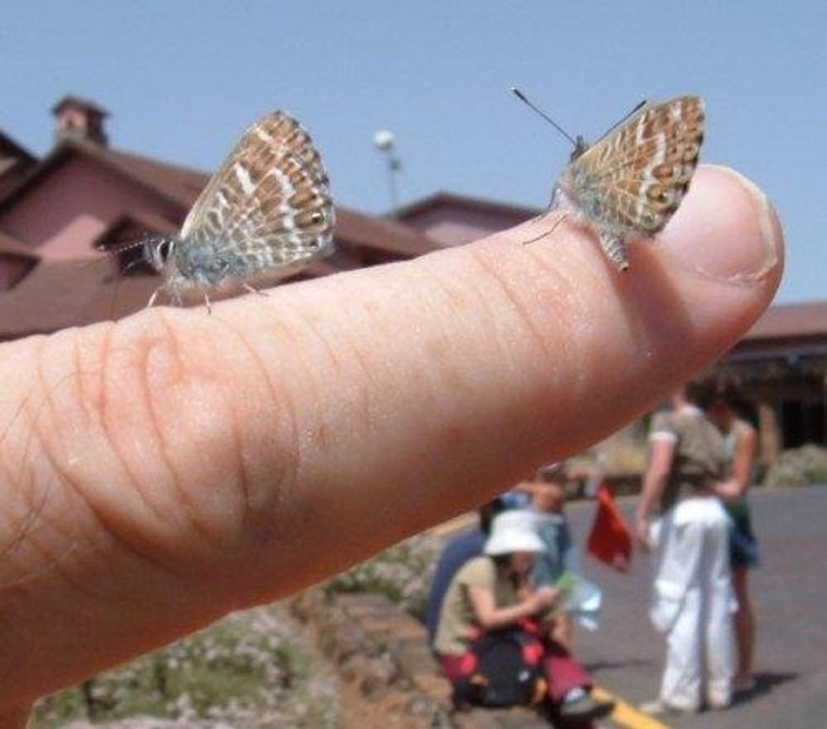 The Monarch butterfly and other Tenerife butterflies found in the Canary Islands