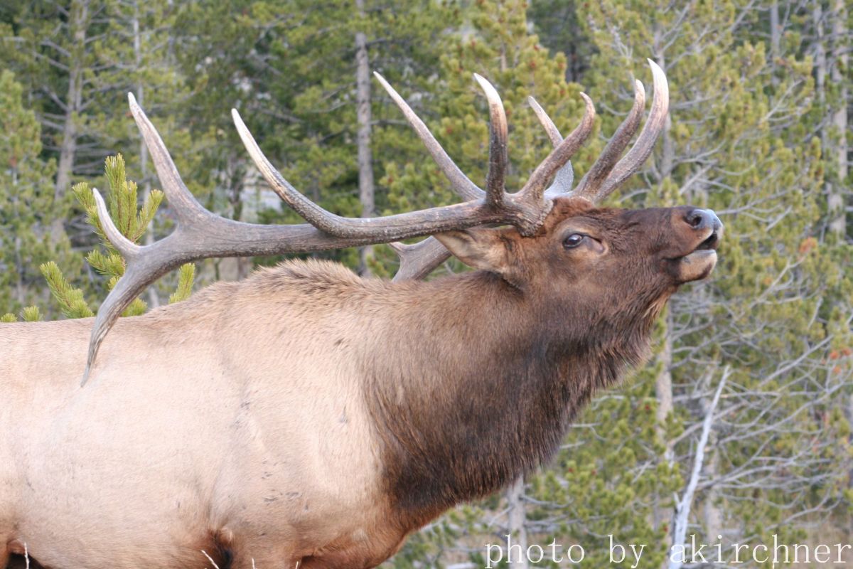 Comedy And Funny Stories About Nature: How I Came Close To Being Part of an Elk Harem