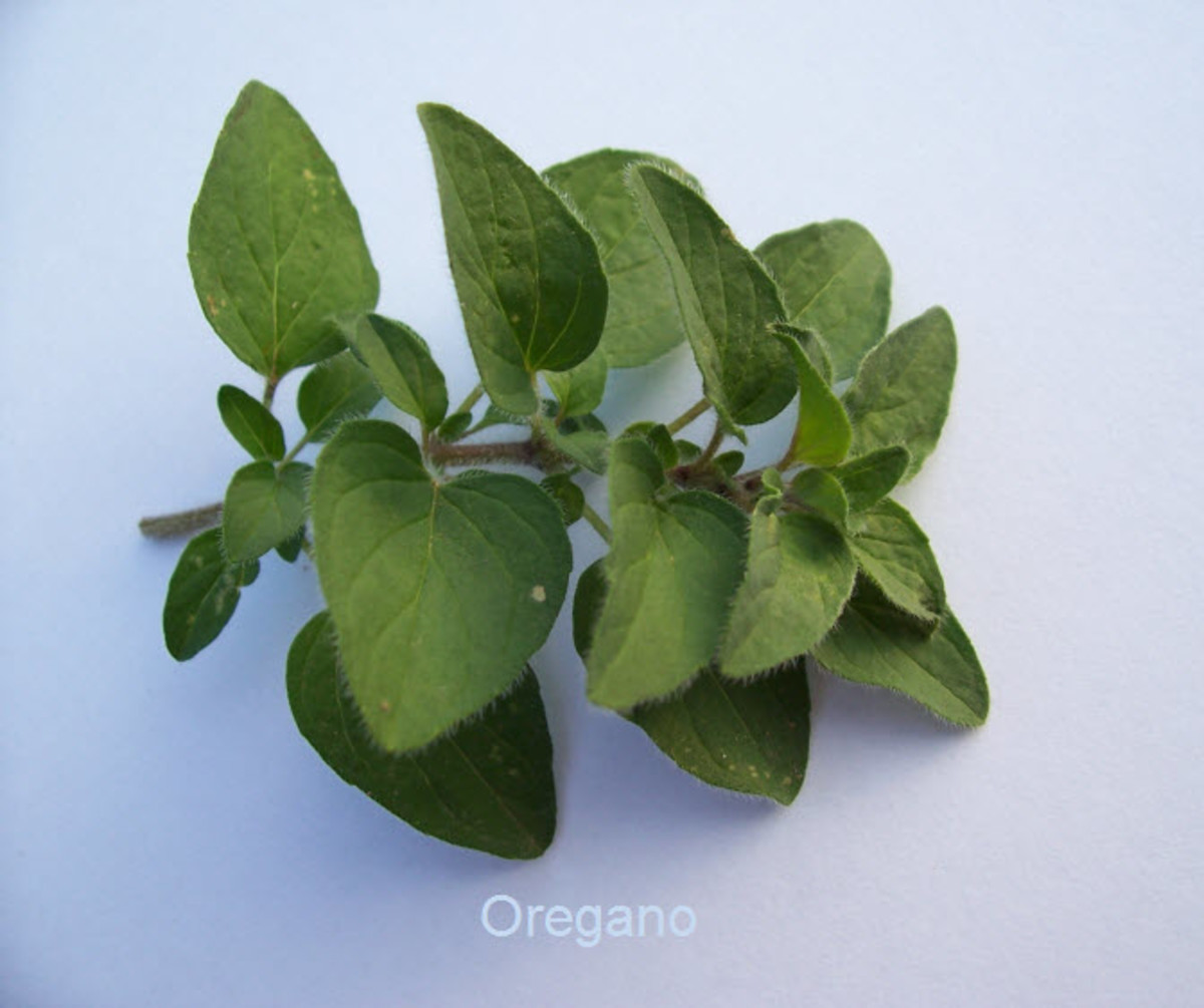 What Are the Health Benefits of Oregano?