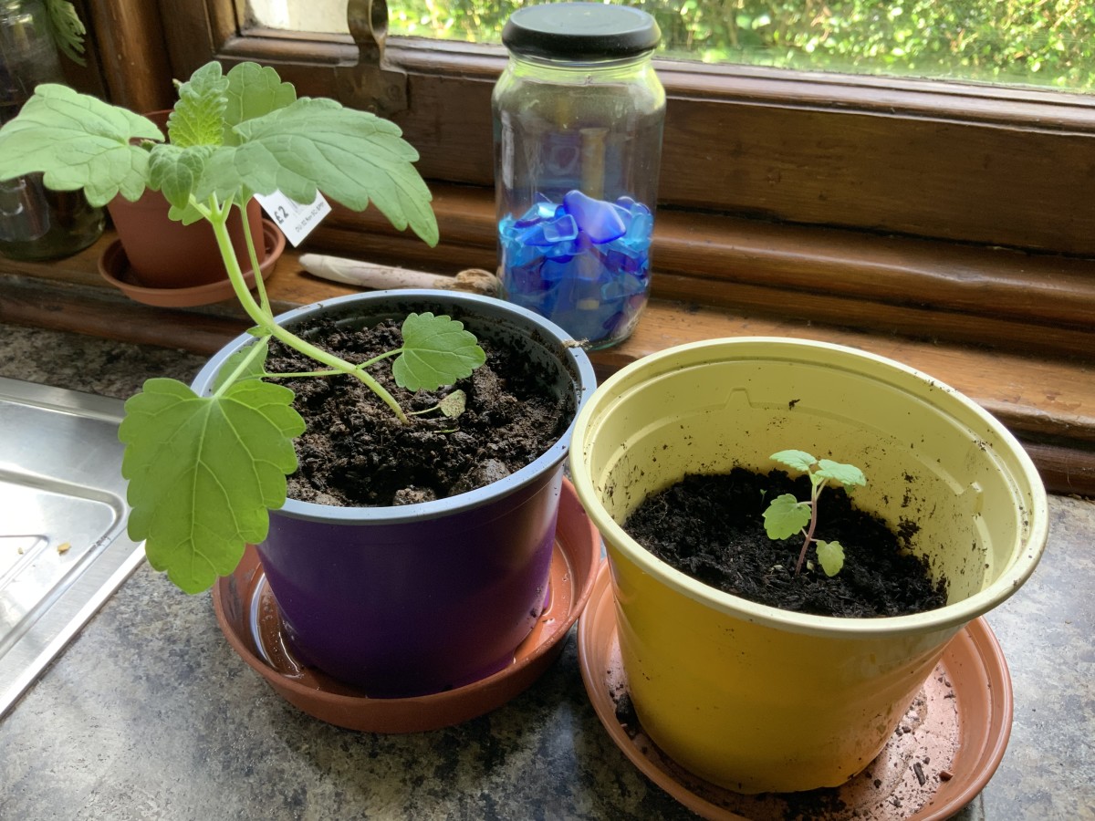 Two catnip seedlings, same age, different compost.