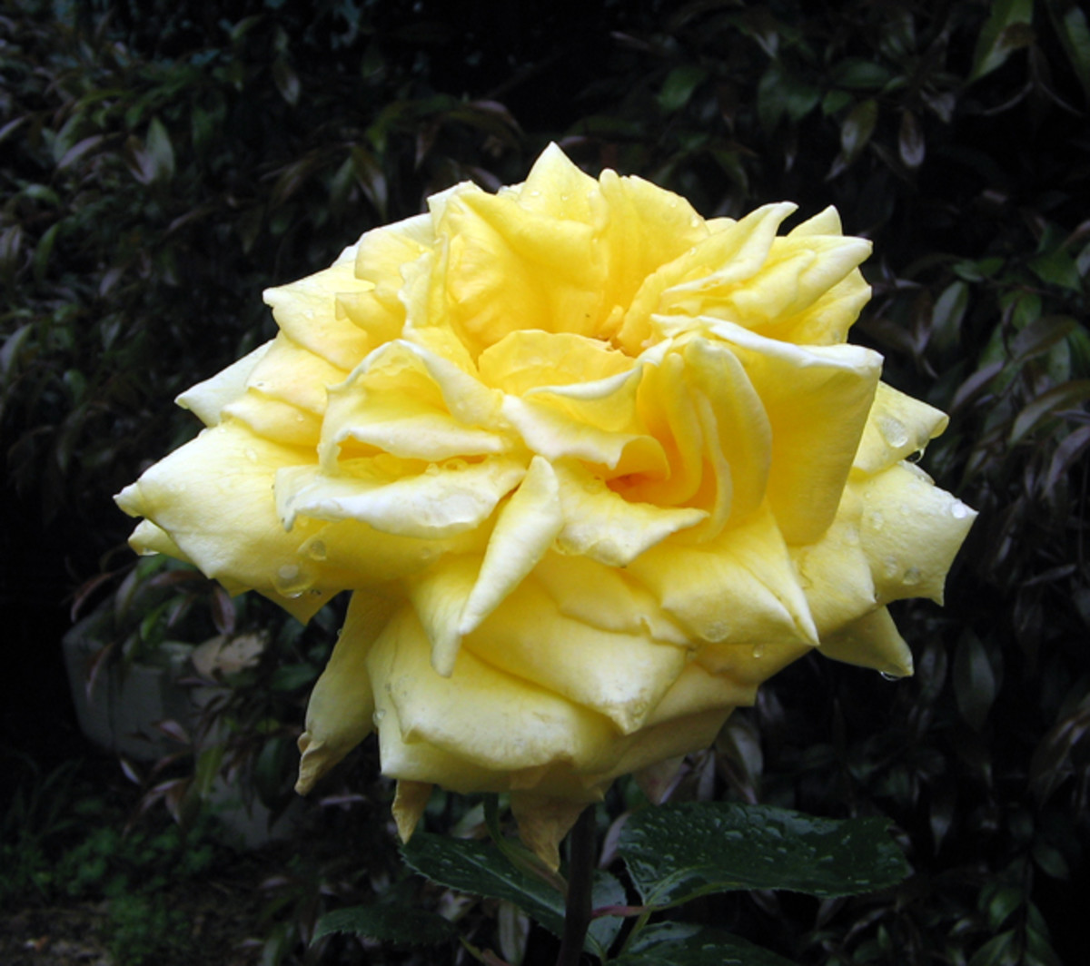 Hybrid Tea Rose Bush - My Favorites Are Just Joey, Double Delight, the ...