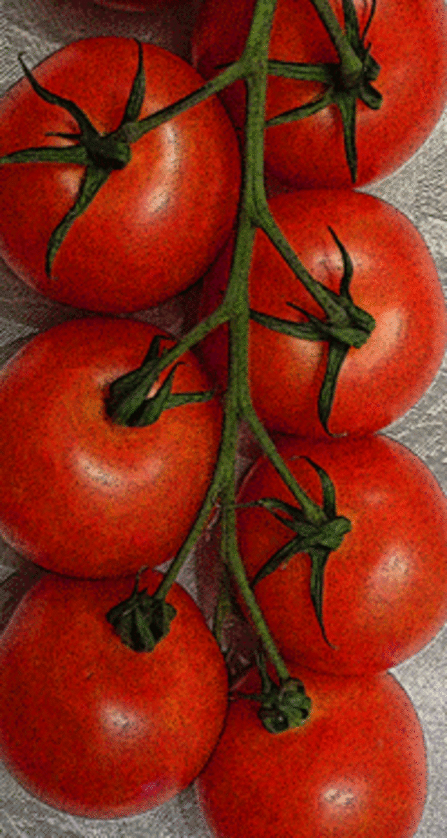 tomato-press