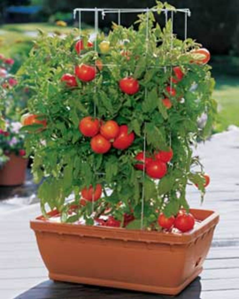 tips-for-planting-a-vegetable-garden