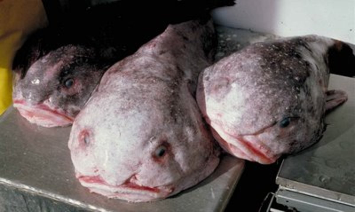 Blob fish can be caught by bottom trawling with nets. Such trawling in the waters off Australia may threaten the blobfish in what may be its only habitat