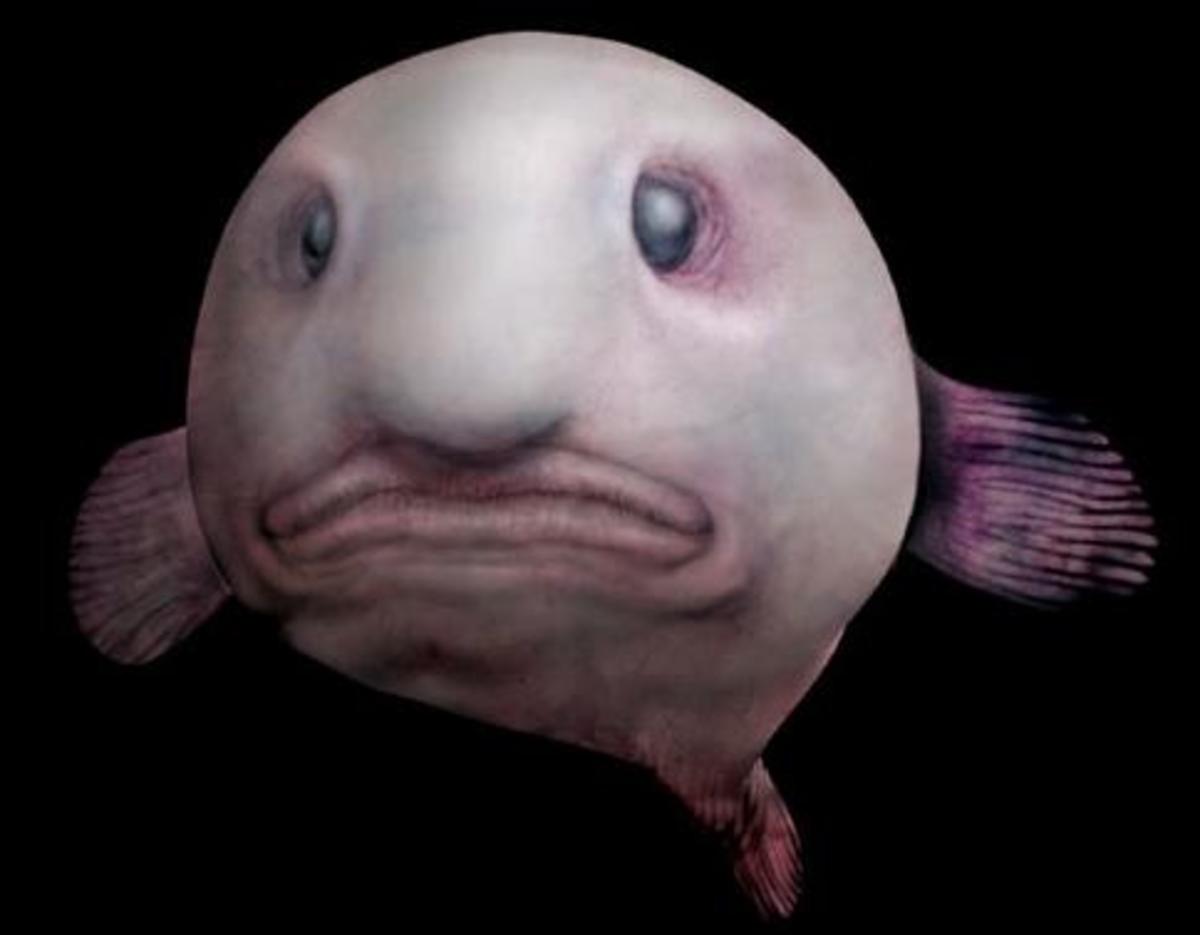 Blobfish: Facts, Pictures & Information
