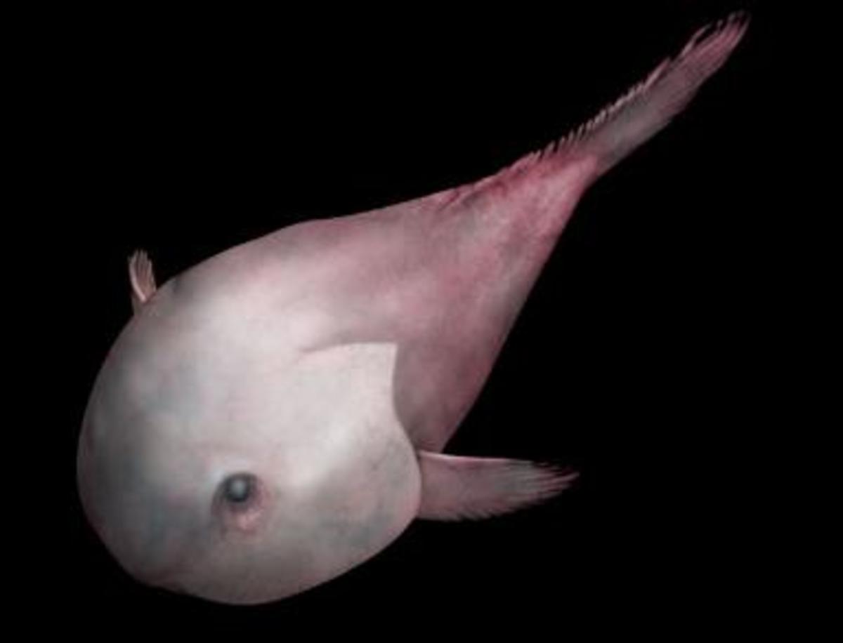 Blobfish: Facts, Pictures & Information - HubPages