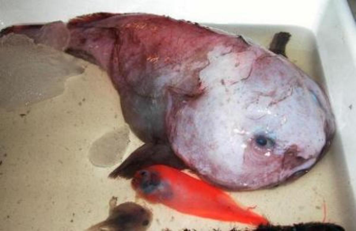 When under water the Blob fish has a comical, almost human looking face; it will die after a short while taken out of water and its gelatinous body will dry out and shrivel