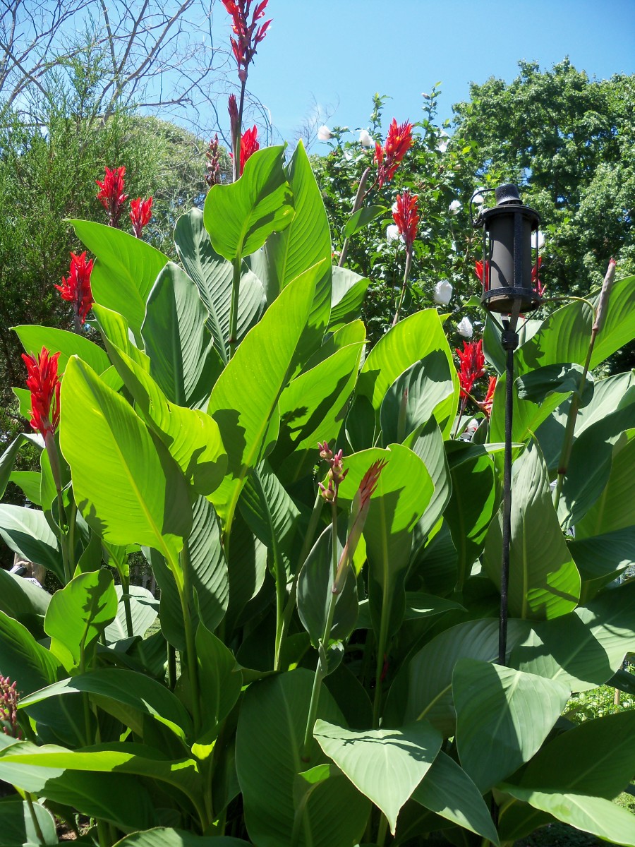 How To Attract Hummingbirds In Your Yard By Planting Canna Lily Lilies 