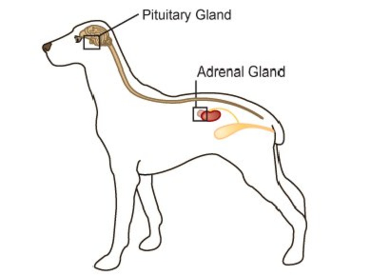 location of the pituitary and adrenal glands in dogs