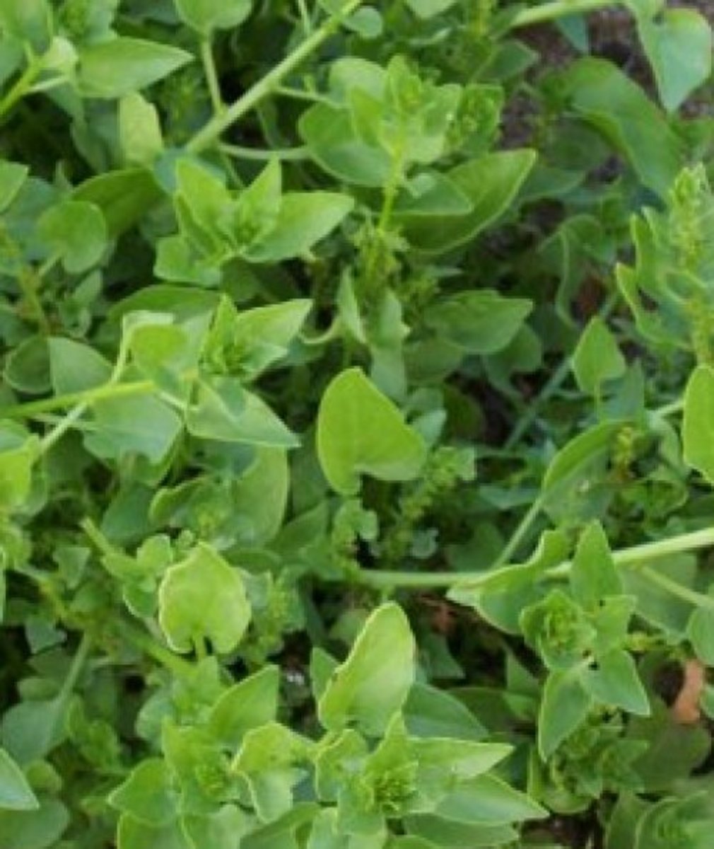 Wild spinach
