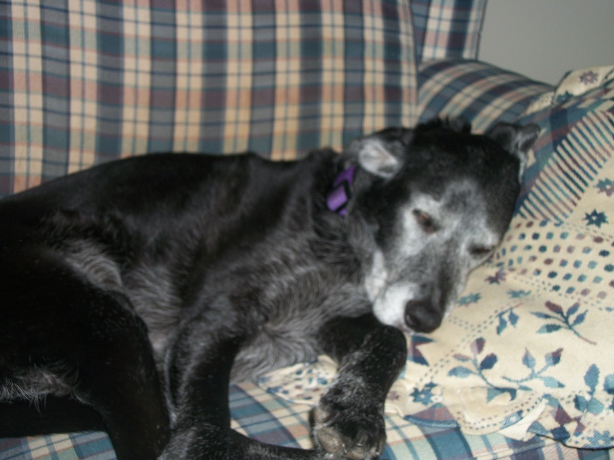Joey was my rock and loving companion when I went through the cancer journey
