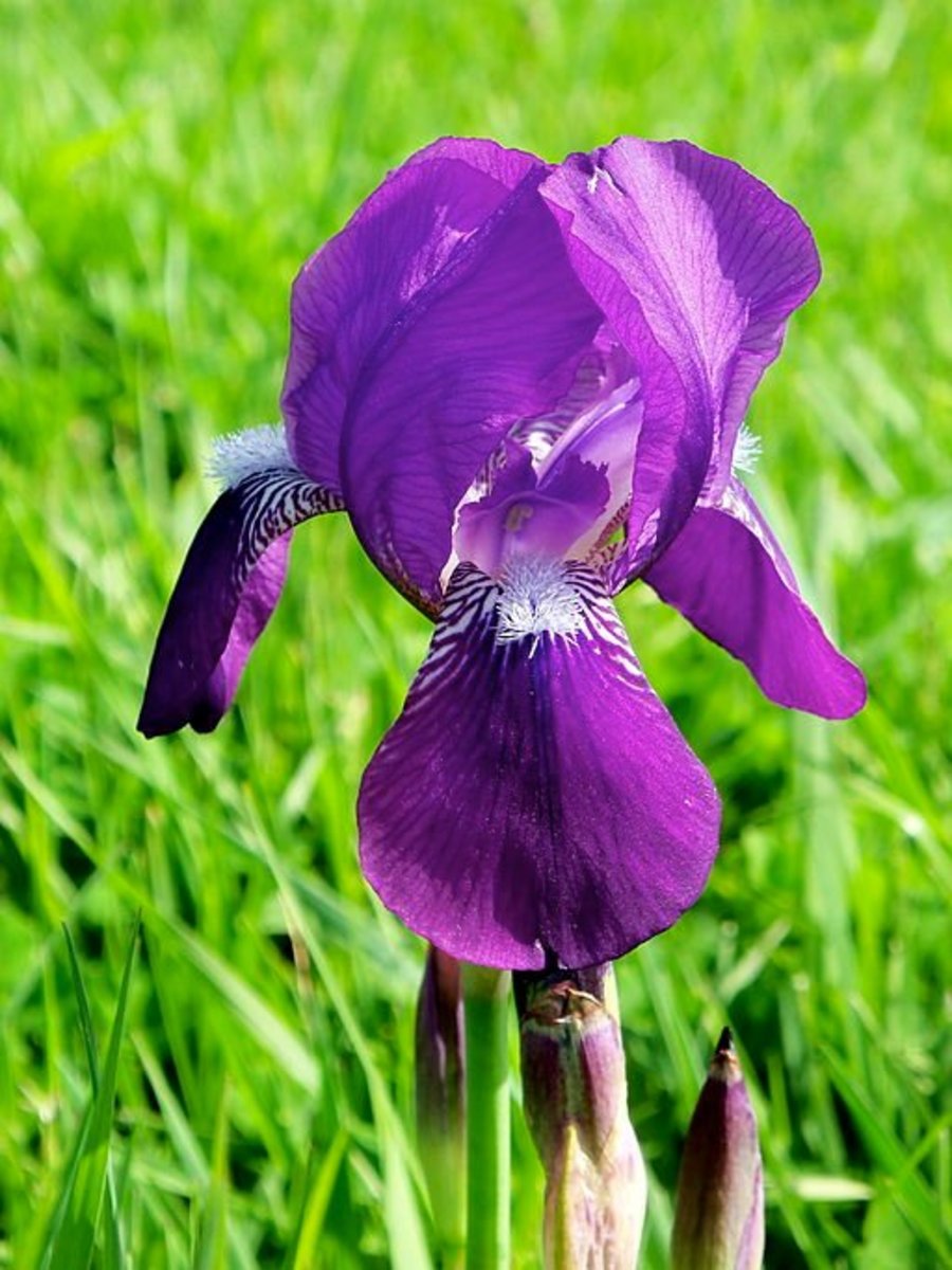 Tennessee State Flower- The Purple Iris