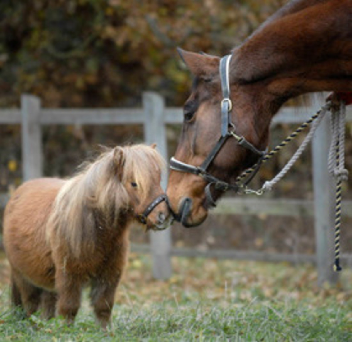 smallest horse in the world thumbelina