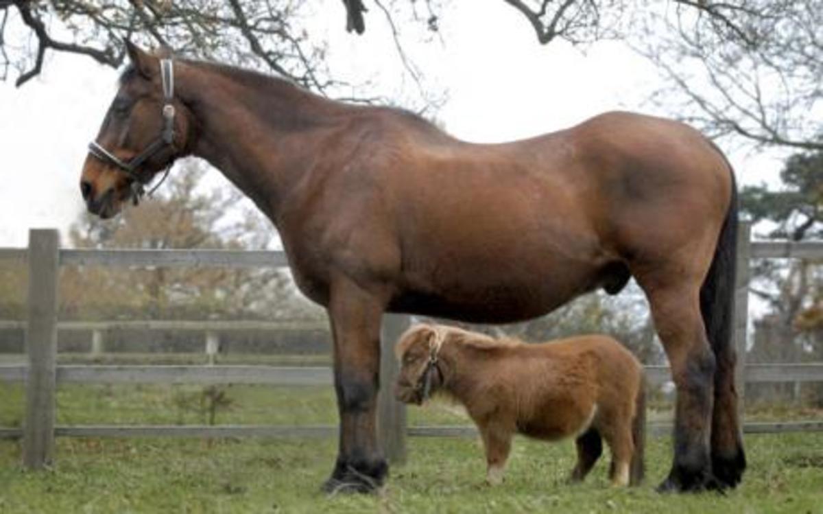 fattest horse