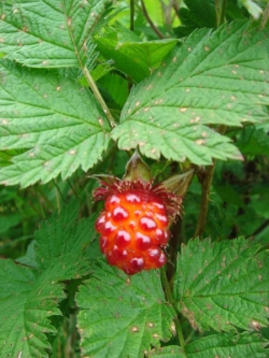 The Joys of the Salmonberry - A Pacific Northwest Native Shrub