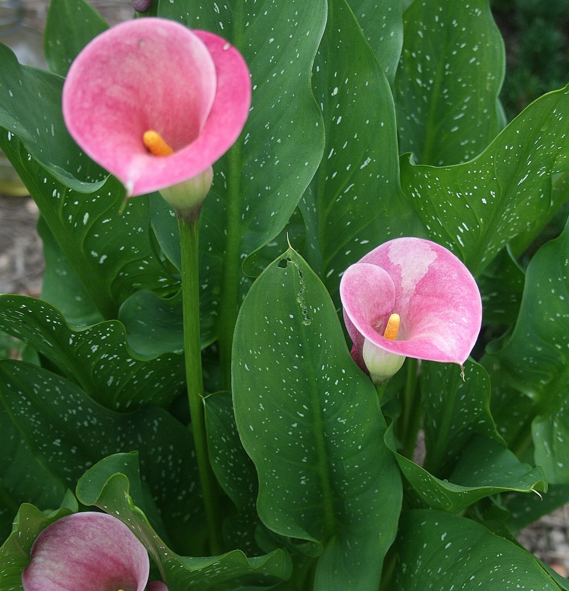Once established, calla lilies will grow larger each year, producing more and more flowers.