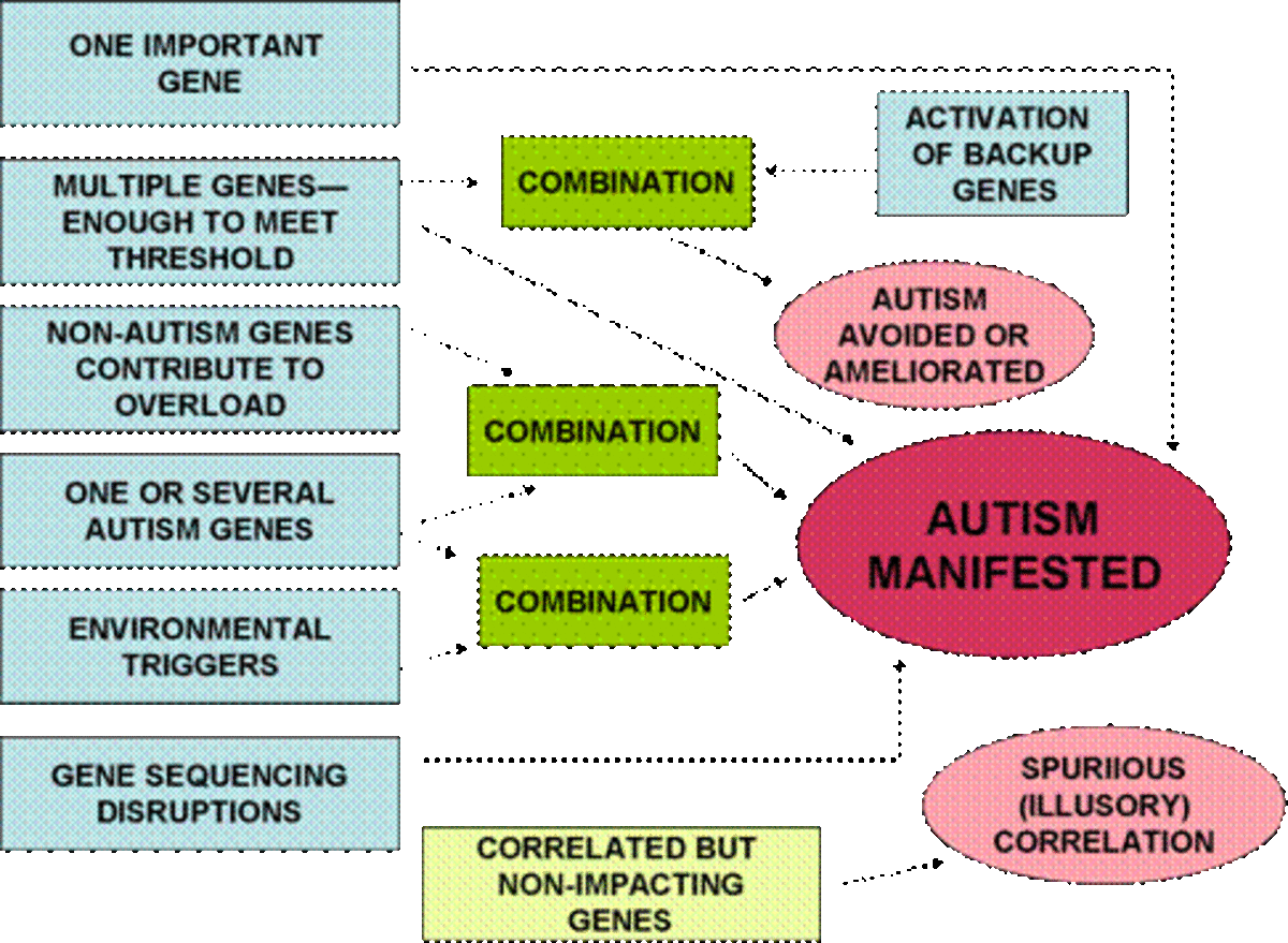 information-on-genetics-involvement-with-autism