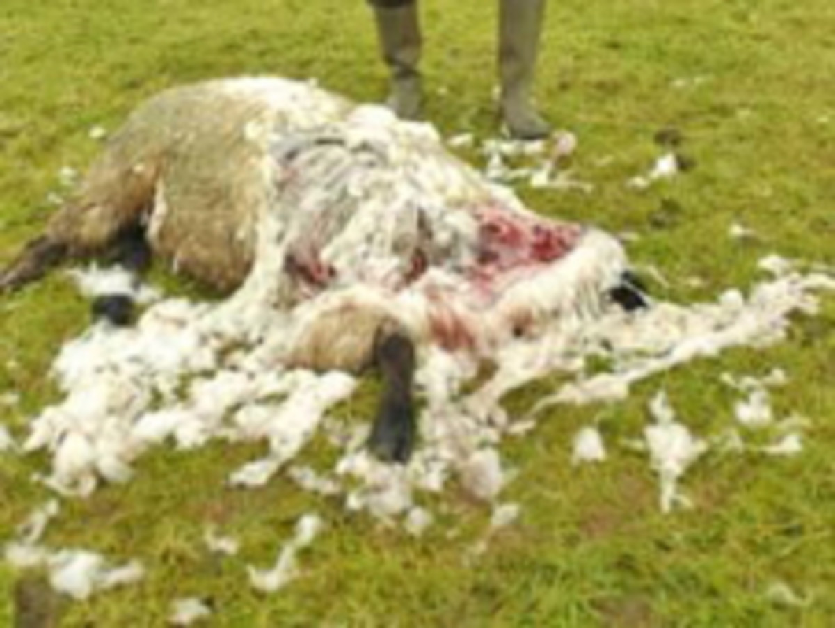 Mutilated sheep