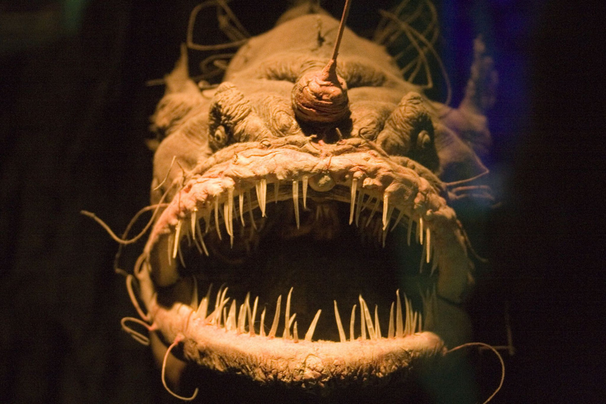 Top Ten Scariest Deep Sea Creatures - HubPages