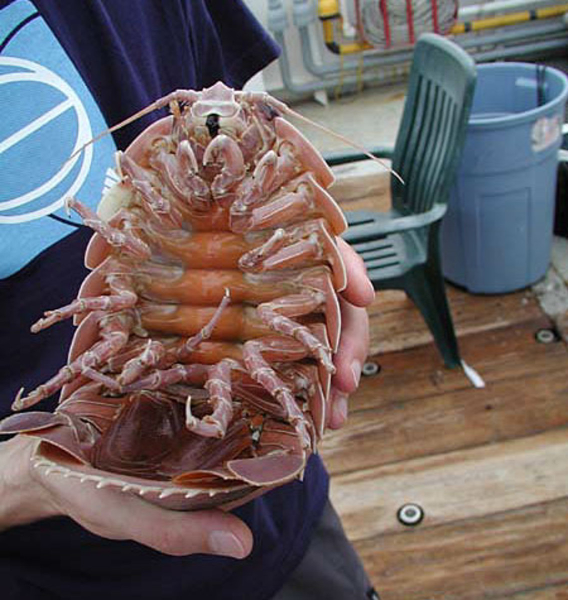 Top Ten Scariest Deep Sea Creatures HubPages