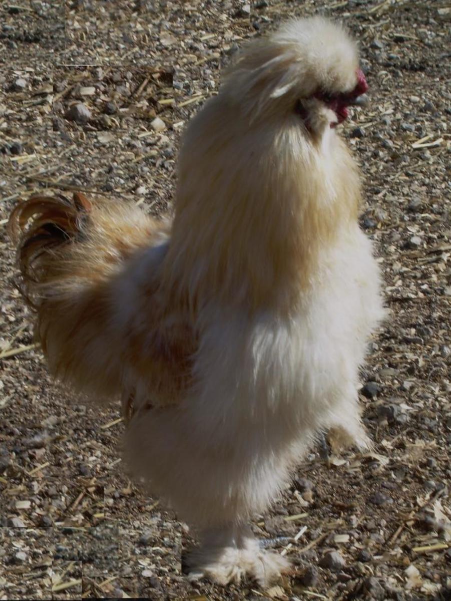 Buff Silkie Rooster