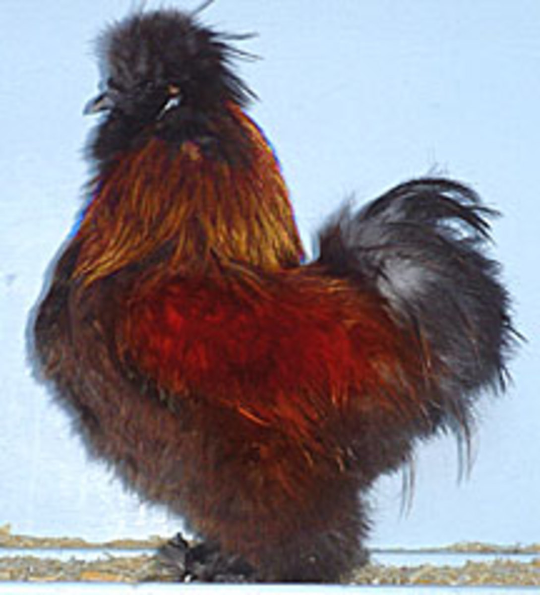 Partridge Rooster