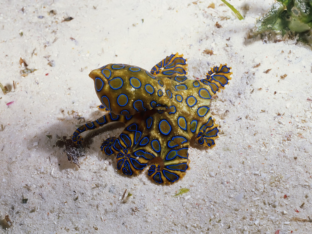 Octopus or Devilfish; Animals that Adapt their Color to their Environment; Using Its Colour for Camouflage
