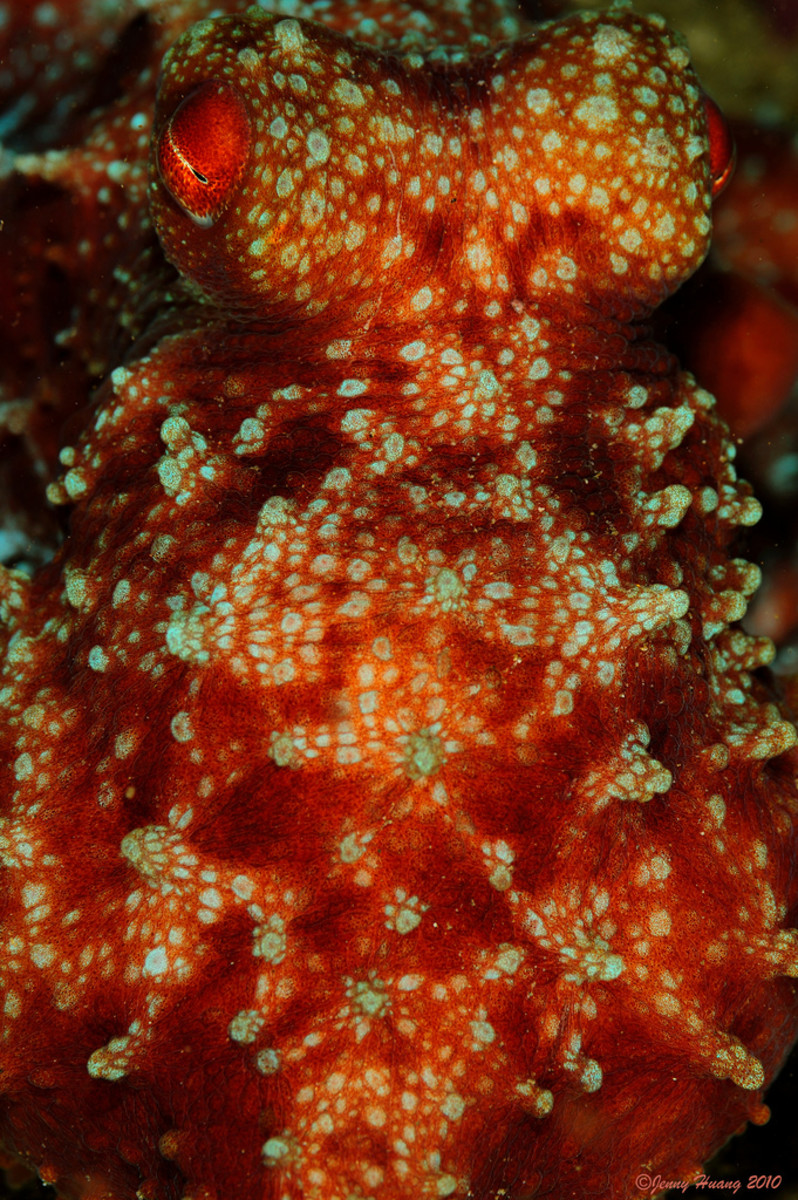 Red Octopus Close-up